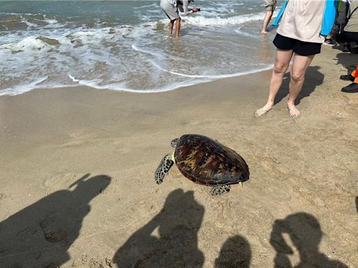 世界海龜日12海龜重獲自由 澎湖邀國小師生見證 - 生活