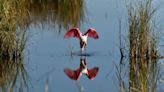 New land acquisitions boost Texas habitat conservation