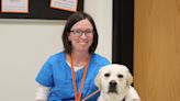 Meet Millie and Rocky, Palmyra Area School District's new canine employees