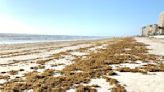9 facts about sargassum, that smelly brown algae washing ashore in Florida