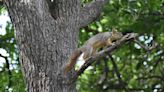 ¡Ardillas fuera de control! Afectan árboles de Chapultepec en CDMX