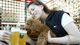 Boston’s going to the dogs: New pooch-friendly spaces at patios and beer gardens this summer