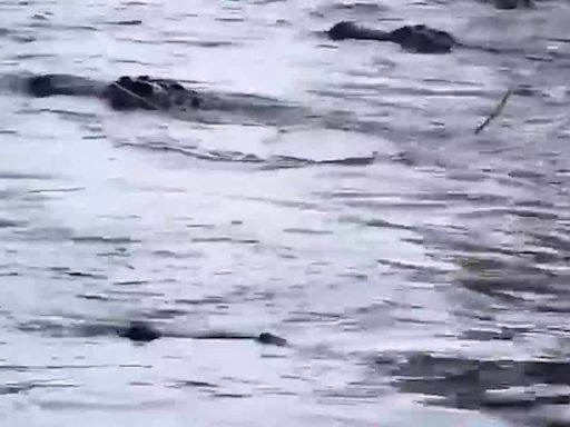 Incredible video shows alligator swarm at Georgia swamp as boaters pass through