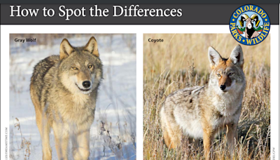 Colorado has more wolves, but would you know one if you saw one? Here is what to know