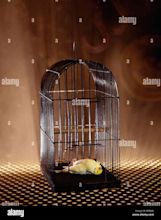 Dead canary bird hi-res stock photography and images - Alamy