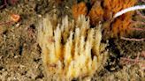 Descubren una especie nueva de esponja en aguas de la ría de Arousa, en Galicia