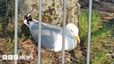Cordon around nesting gull in car park at Morrisons Liskeard