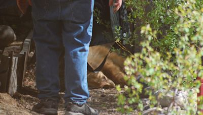 Tahoe bear shot and killed on Memorial Day in self defense, some skeptical