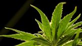 US Will Reclassify Marijuana in Historic Shift