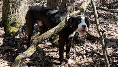 El rescate de Obie y la trágica historia del perro abandonado en un santuario de vida silvestre