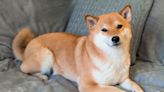 Can Shiba Inu Hit $0.0001 in 2023?