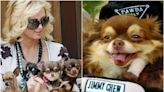 Paris Hilton ‘heartbroken’ and ‘devastated’ by death of chihuahua Harajuku B**** aged 23
