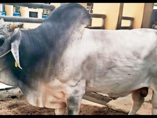 Elite bull at Hapur farm is a headturner with 50k doses of semen and counting