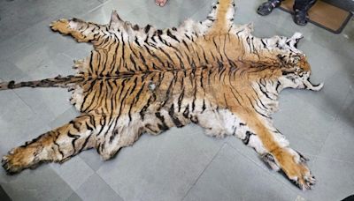 Maharashtra: Six detained after tiger skin seized in Jalgaon