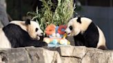 DC’s National Zoo prepares to say goodbye to pandas returning to China