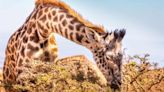 "Necks-for-sex” hypothesis of giraffe evolution challenged