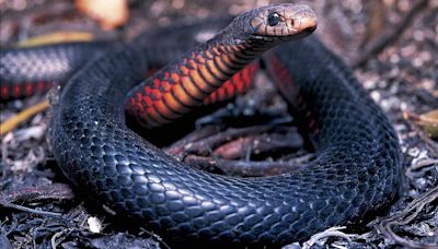 Australian woman drives around with 'Fluffy'. It's not her pet but a venomous snake that won't leave her vehicle