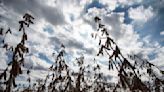 Por las lluvias en la Argentina, la soja completó la cuarta rueda bajista seguida en Chicago