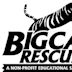 Big Cat Rescue