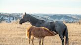 Off the Beaten Trail: Explore a less-visited national park at Theodore Roosevelt National Park