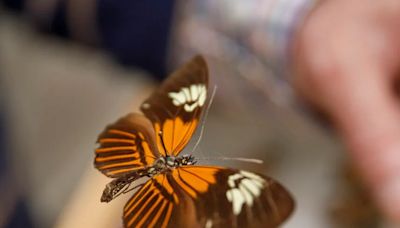 La sorprendente mariposa amazónica surgió de un insólito y antiguo evento híbrido