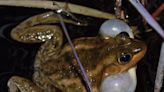 Frogs and toads have special traits | ECOVIEWS