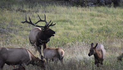 Colorado: 'Hidden' elk charges, injures 4-year-old boy in second elk attack in a week