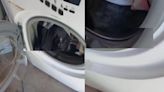 Una mujer quedó impactada al descubrir algo extraño que estaba adentro del lavarropas
