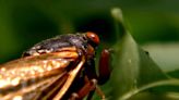 No need to fear -- but the cicadas are coming by the billions