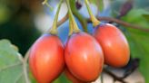 How to Plant and Grow a Tree Tomato (Tamarillo)