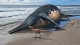 Largest-ever marine reptile found with help from an 11-year-old girl