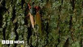 Hear the sound after billions of cicadas emerge in the US