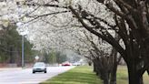 Bradford pear trees are banned in a few states. More are looking to replace, eradicate them.