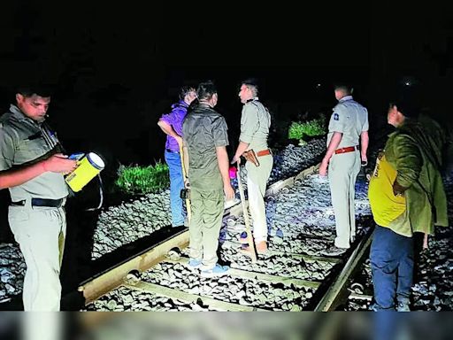 Lion killed by speeding passenger train near Liliya | Rajkot News - Times of India