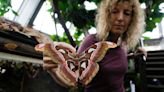 This butterfly forest in the Italian Alps is helping scientists study climate change in Tanzania