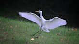 How did cattle egrets get from Africa to the Evansville area?