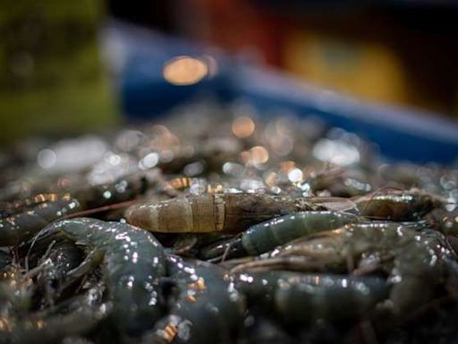 蝦農還是哭哭！ 宏都拉斯白蝦終於出口中國120公斤 輸出量僅台灣10萬分之1
