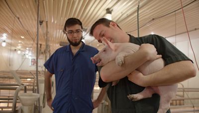 PBS documentary features Iowa inventors whose tech prevents sows from crushing piglets