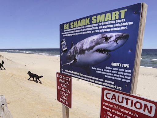 Possible shark sighting at Nova Scotia beach prompts lifeguard to alert swimmers