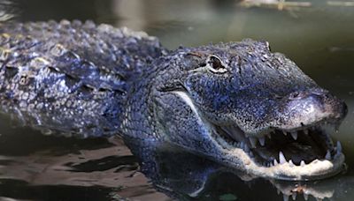 Alligator encounter advice offered - Talk Business & Politics