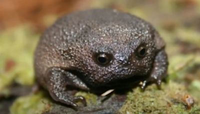 La rana negra de lluvia africana, la especie que parece una palta y ha desarrollado mecanismos impresionantes para protegerse