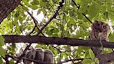 I have a family of baby screech owls in my backyard, and they're adorably fluffy and endlessly fascinating