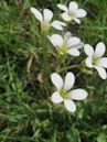 Saxifragales