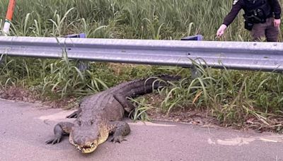 Deputies remove massive gator from highway… twice in the same day