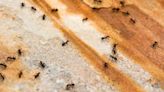 Household items that will keep ants away for good and it's all natural