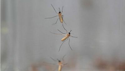 West Nile fever death toll reaches 15 in Israel