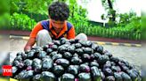 Jamun: The Indigenous Fruit of Lutyens’ New Delhi | Delhi News - Times of India