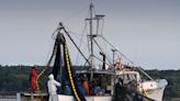 Warming waters in Casco Bay are driving herring farther from shore