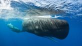 Scientists say they’ve discovered a ‘phonetic alphabet’ in whale calls