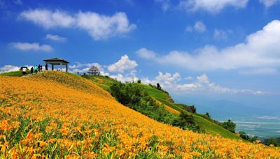 花蓮金針花季 瑰麗景致飽眼福